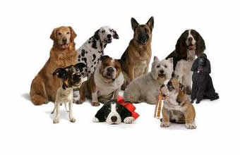 Canil Fabro - Foto 1