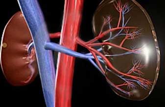 Jorge Reis Almeida - Foto 1