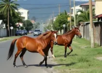 cavalos soltos