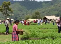 agricultura familiar