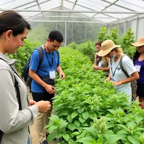 visitas guiadas em espaço de cultivo de plantas medicinais