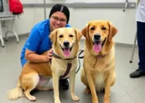 terapia assistida com cães