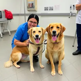terapia assistida com cães