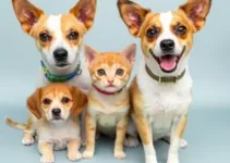 campanhas de adoção de cães e gatos