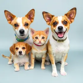 campanhas de adoção de cães e gatos