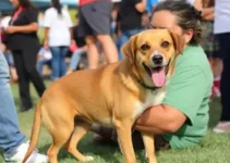 adoção de animais em Maricá