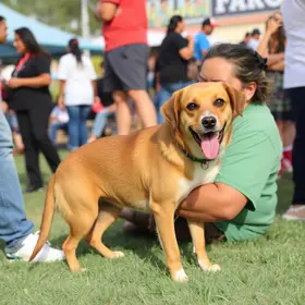 adoção de animais em Maricá