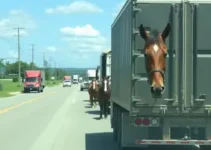 flagrantes de caminhões e cavalos soltos